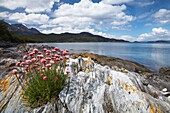 Argentina, Tierra Del Fuego, Tierra Del Fuego National Park Thrift growing on the rocky shoreline of Ensenada Bay