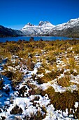 Australia, Tasmania, Cradle Mt - Lake St Clair National Park Native bush near Lake Dove and Cradle mountain, covered by a fresh snowfall