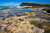 New Zealand, Southland, The Catlins Curio Bay Petrified Forest, an internationally renowned fossilised forest, dating from the Jurassic period