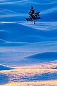 Scotland, Scottish Highlands, Abernethy Single Fir Tree surrounded by drifting snow in the Cairngorms National Park