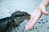 Hand Feeding Water Dragon, Murwillumbah, Australia, April 2010