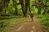 Hiker in Hoh Rainforest, Olympic national park