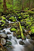 Olympic national park