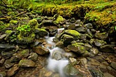 Olympic national park