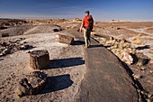 Hiker in Petrified forest national park