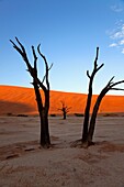 Camelthorn dead tree Acacia erioloba, Dead Vlei, Namib-Naukluft National Park, Namib desert, Namibia