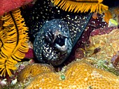 Spotted Moray Eel Gymnothorax moringa comes out of the reef in Bonaire