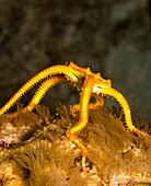Ruby brittle star, Ophioderma rubicundum, Spawning in Bonaire
