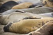 Northern Elephant seals - Mirounga angustirostris - laying on beach, San Simeon, California