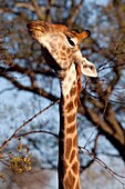 Giraffe Giraffa Camelopardalis June 2009, winter Balule Private Nature Reserve, York section Greater Kruger National Park, Limpopo, South Africa