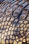 Nile Crocodile Crocodylus Niloticus Back detail June 2009, winter Balule Private Nature Reserve, York section Greater Kruger National Park, Limpopo, South Africa