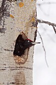 Black Woodpecker at nest Spring 2010 Kuusamo area, Finland