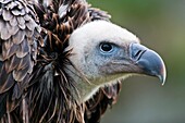 Griffon Vulture, Portrait, Gyps fulvus