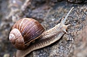 Edible Snail, Helix pomatia