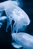 Moon jellyfish, Aurelia aurita, San Francisco, California, USA