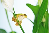 Tree frog, Japan, Fukushima