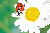 Ladybird on a flower, Japan, Fukushima