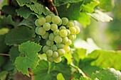 Grapes, Germany, Rheinland-Pfalz, Bernkastel-Kues