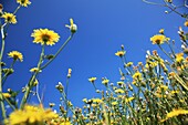 Wild folwers, France, Dauphine, Laborel