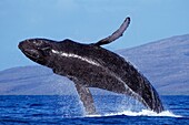 Humpback whale breaches with Lanai in the background, near Maui, Hawaii