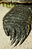 red-eared slider paw close-up, trachemys scripta elegans