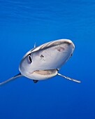 blue shark, Prionace glauca, large female, Big Island, Hawaii, USA, Pacific Ocean