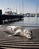 Hawaiian monk seal, Monachus schauinslandi, basking at boat ramp, young male, critically endangered, Honokohau Harbor, Kona Coast, Big Island, Hawaii, USA, Pacific Ocean