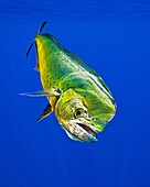mahi-mahi, dorado, or common dolphin-fish, Coryphaena hippurus, adult bull, Kona Coast, Big Island, Hawaii, USA, Pacific Ocean