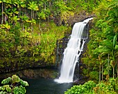 Kulaniapia Falls, tropical rainforest jungle, Hilo, Big Island, Hawaii, USA
