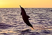 Hawaiian spinner dolphin, Stenella longirostris, jumping at sunset, Kona, Big Island, Hawaii, USA, Pacific Ocean