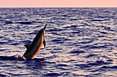 Hawaiian spinner dolphin, Stenella longirostris, jumping at sunset, Kona, Big Island, Hawaii, USA, Pacific Ocean