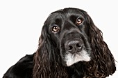 Shot of a Cute Cocker Spaniel against White Background