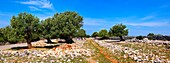 Lunjski Maslinici, ancient Olive trees of Lun - Pag island, Croatia