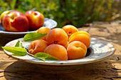 Whole fresh apricots