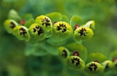 Sun Spurge Euphorbia Closeup soft focus of green flower petals