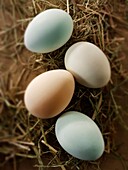 Cotswold Legbar organic free range chicken eggs