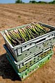 Fresh English Asparagus in a field