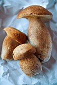 Fresh woodland Ceps - wild mushrooms