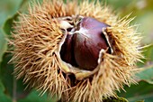 Fresh organic Chestnuts Castanea sativa