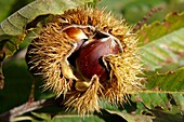 Fresh organic Chestnuts Castanea sativa