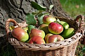 Fresh organic apples harvested in a basket in an apple orchard