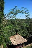 Indonesia, Bali, Sayan, Ayung River Valley, landscape