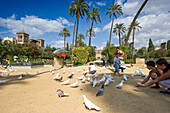 Tauben, Plaza de America, Sevilla, Andalusien, Spanien