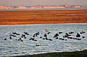 Hunting Pond And, in the Background, the Town of Le Crotoy, Bay of Somme, Somme (80), France