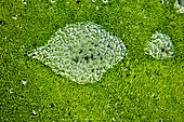 Transparent Drops of Water on Green Philonotis Fontana Moss, the Mountainous Region of Fjallabak, Which Encompasses the Landmannalaugar and Surrounding Areas, in the South of the Country. the 47, 000 Hectares of the Fjallabak Were Classed As a Nature Rese