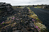 Lava Fields in the Region of the Blue Lagoon, Southwest, Iceland, Europe