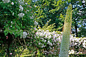 The Rose Garden, Park and Gardens of the Chateau De Vandrimare, Eure (27), France