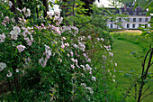 Rosebush and the Chateau's Facade, Park and Gardens of the Chateau De Vandrimare, Eure (27), France