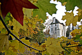 Maple and Sycamore Leaves in Autumn, the Chateau and Arboretum of Harcourt, Eure (27), France