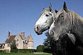 Breeding of Percheron Horses, the Manor of the Grand Prainville, Saint-Jean-Pierre-Fixte, Eure-Et-Loir (28), Franceeure-Et-Loir (28), France